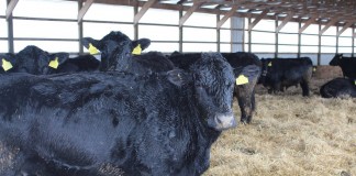 Beef cattle at prison farm.