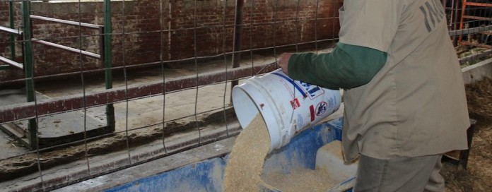 Prison inmate pouring inmate pouring feed
