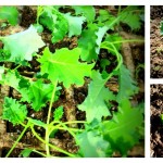 How to transplant vegetable seedlings vegetable transplant collage
