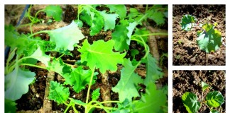 How to transplant vegetable seedlings vegetable transplant collage