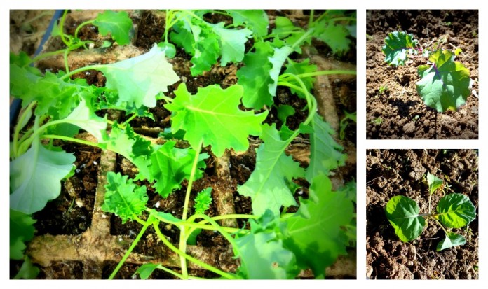 vegetable transplant collage vegetable transplant collage