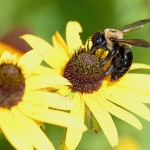 How do I attract native bees to my yard and garden? bee on flower
