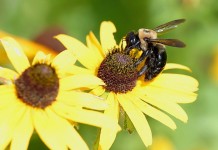 Cornell University partners in pollinator-friendly solar farm bee on flower