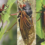 cicadas.3