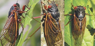 Cicadas look alien, but they are harmless Brood V cicadas will emerge in May in parts of Ohio, West Virginia and Pennsylvania.