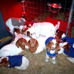 creep feeding goat kids
