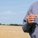 Grain traders deal with the ice cream cone market farmer in wheat field