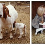 weaning goats; kids with mother