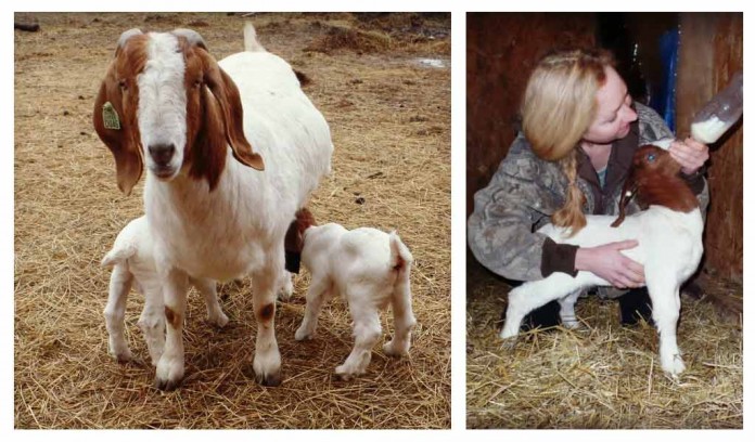 weaning goats; kids with mother weaning goats; kids with mother