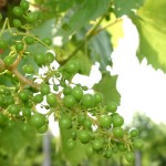 A beginner’s guide to growing backyard grapes grapes on vine