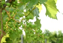 Frozen fruit? grapes on vine