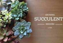 6 tips for growing succulents indoors succulents with "growing succulents indoors: 6 tips" text