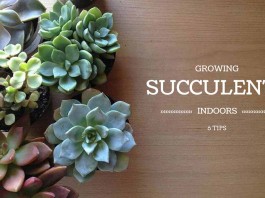succulents with "growing succulents indoors: 6 tips" text