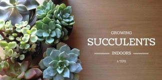 6 tips for growing succulents indoors succulents with "growing succulents indoors: 6 tips" text