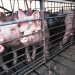PA Supreme Court sides with hog farmer on manure hog barn