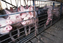 Pork producers could see modest profits in 2016 hog barn