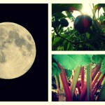 Gardening by the light of the moon moon garden collage