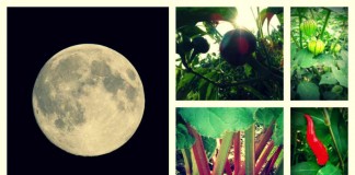 Gardening by the light of the moon moon garden collage