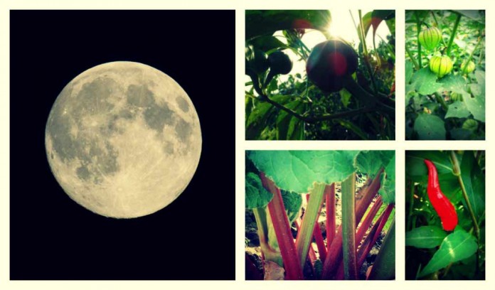 moon garden collage