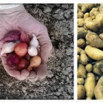 Plant onion sets and seed potatoes now onions and potatoes