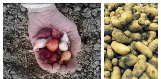 Plant onion sets and seed potatoes now onions and potatoes