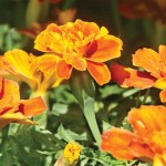 orange marigolds