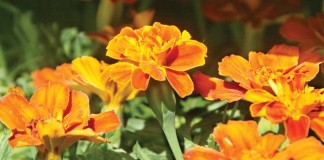 orange marigolds