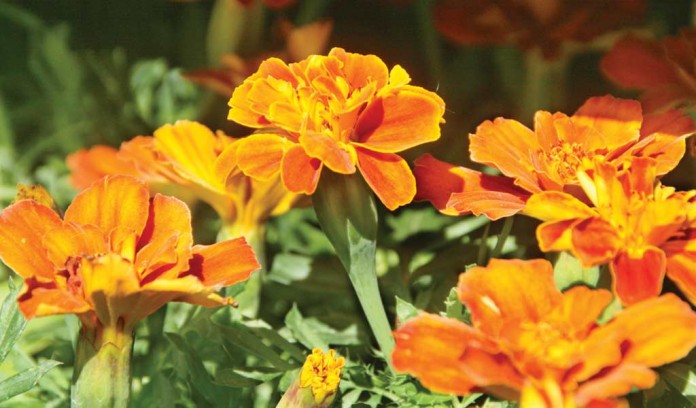 orange marigolds orange marigolds