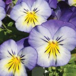 purple and yellow pansies