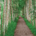 Research finds decline in forest cover in New England, N.Y. path through trees