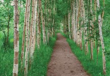 Choices determine life’s path path through trees