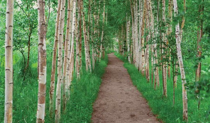 path through trees path through trees