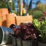 Tips for gardening on a budget plants in trays