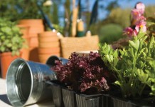 Tips for gardening on a budget plants in trays