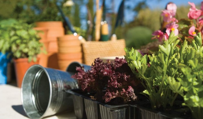 plants in trays plants in trays