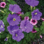 purple petunias