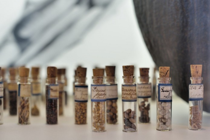 seeds in vials seeds in vials