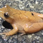 April showers bring wetlands and aquatic species to life spring peeper