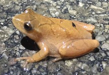 April showers bring wetlands and aquatic species to life spring peeper