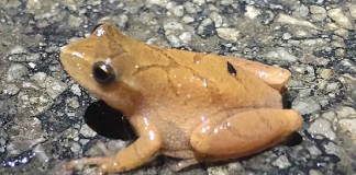 spring peeper