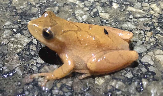 spring peeper spring peeper