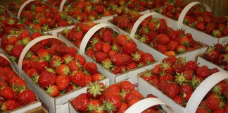 FSA expands storage loan program; new farmers will benefit strawberries