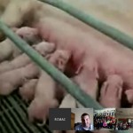 Students take virtual field trips to pig farms virtual field trip pigs