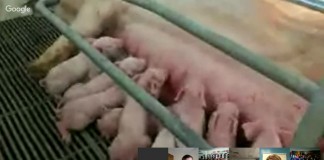 Students take virtual field trips to pig farms virtual field trip pigs