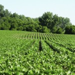 No dicamba use allowed on RR2X soybeans in 2016 Roundup Ready 2 Yield Soybean field