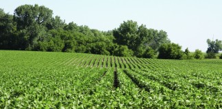 No dicamba use allowed on RR2X soybeans in 2016 Roundup Ready 2 Yield Soybean field