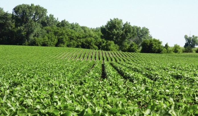 Roundup Ready 2 Yield Soybean field
