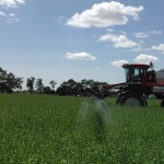 A closer look at glyphosate and resistant crops cereal rye spray
