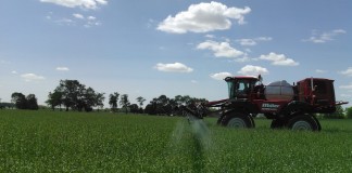 cereal rye spray