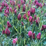 Practices to extend grazing days Crimson clover & annual ryegrass cover crop allen dean farms